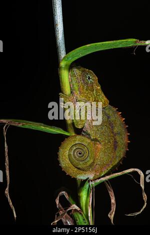 Blaubeinige Chamäleon - Calumma crypticum, wunderschönes farbiges Chamäleon aus den tropischen Wäldern Madagaskars, Ranomafana-Nationalpark, Madagaskar. Stockfoto