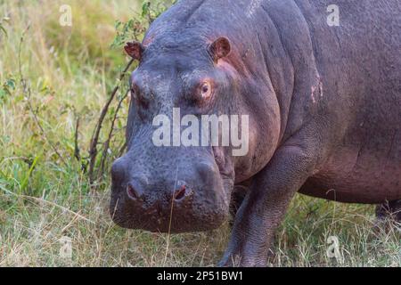 Ein Nilpferd aus dem Wasser sieht aus wie ein wütendes Nahaufnahmen-Porträt in Masai Mara Kenya Stockfoto