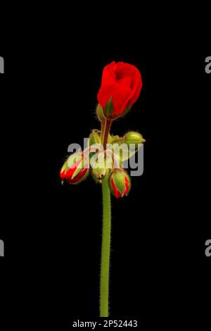 Leuchtend rote blühende Geranium- oder Pelargoniumblumen auf schwarzem Hintergrund. Stockfoto