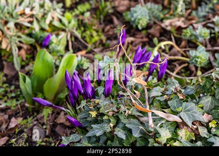 Blumenbeet mit grünen Pflanzen und lila Krokusse im Frühling von der Seite Stockfoto