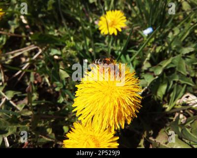 Biene auf einer Löwenzahnblume Stockfoto