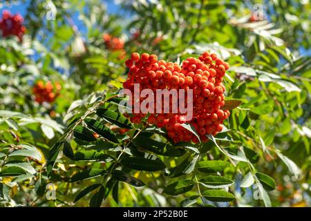 Vogelgruppen wiegen im Wind. An einem klaren, sonnigen Tag verzweigt sich der Rowan-Baum gegen den blauen Himmel. Natur. Ernte von roten und orangen Beeren. Heilpflanze. Bergasche - Europäische Sorbus aucuparia. Stockfoto