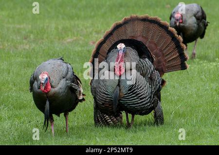 2 Gobblers (ausgewachsener männlicher) Eastern Wild Turkey zeigt ihre Federn, um in der Frühjahrszeit nahe gelegene Hennen (Weibchen) anzulocken. Stockfoto