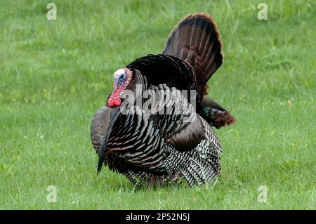 Ein östlicher truthahnfresser zeigt während der Frühjahrsbrüterzeit seine Federn den nahegelegenen Weibchen. Stockfoto