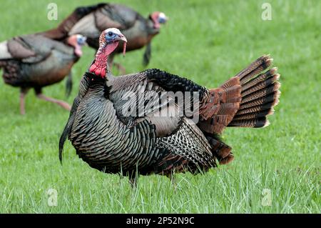 Ein östlicher truthahnfresser zeigt während der Frühjahrsbrüterzeit seine Federn den nahegelegenen Weibchen. Stockfoto