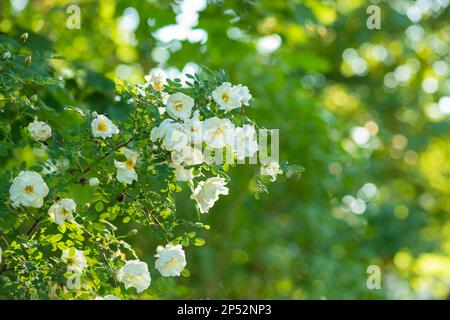 Zarte Blüten weißer Rosen auf den Zweigen eines Busches auf dem unscharfen Hintergrund an sonnigen Tagen. Weiße Blüten auf grünem Busch. Stockfoto