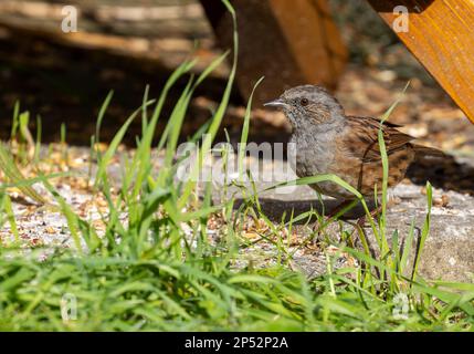 Dunnockvogel „Prunella modularis“ steht auf dem Boden, um Saatgut zu ernähren. Dublin, Irland Stockfoto