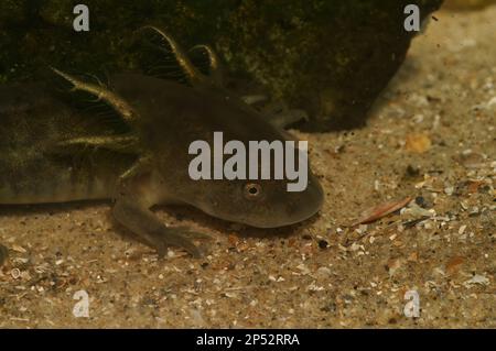 Nahaufnahme an einer grossen Kieselgrün bis braunen Larve des nordamerikanischen Raubtiersalamanders Ambystoma mavortium Stockfoto