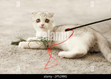 schottisches Faltkätzchen. Weiße Katze, die mit Federn spielt. Schottisches Klapptier mit Katzenbiss auf weißem Teppich Stockfoto