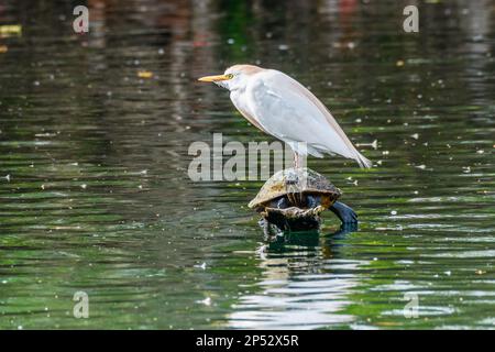 Zuchtreiher und Schildkröten teilen sich einen Baumstamm in einer Lagune im Audubon Park Stockfoto