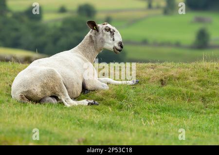 Nahaufnahme eines feinen blauen Leicester-Ramms im Sommer, der auf einer üppigen grünen Weide liegt und direkt vor der charakteristischen römischen Nase steht. Yorkshire Dales Stockfoto