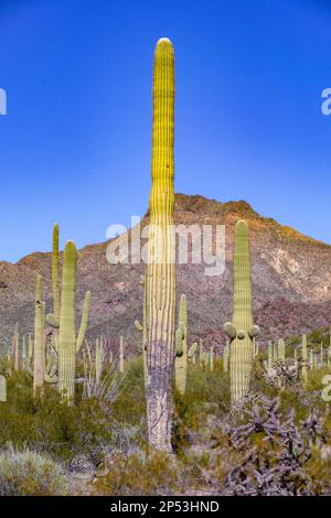 Wüstenlandschaft mit Kakteen in der Nähe von Tucson, Arizona, USA Stockfoto