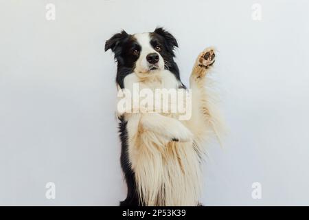 Komischer emotionaler Hund. Süßes Hündchen mit lustigem Gesicht, winkende Pfote, isoliert auf weißem Hintergrund. Süßer Hund, süße Pose. Hund hebt Pfote hoch. Tierlebenskonzept Stockfoto