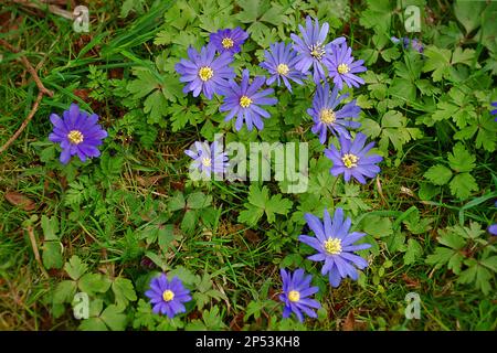 Anemonoides blanda, Syn. Anemone blanda, Balkan-Anemone, griechische Windblume, oder Winterwindblume, Art der Blütenpflanze in der Familie Ranunculaceae Stockfoto