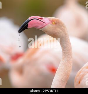 Das Portrait des Großflamingo (Phoenicopterus roseus) ist die am weitesten verbreitete und größte Art der Flamingo-Familie. Eine Gruppe von Brauten ruht in Wate Stockfoto