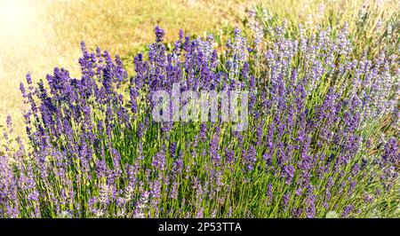 Violetter blühender Lavendel auf dem Feld auf unscharfem Hintergrund mit Sonnenlicht Stockfoto