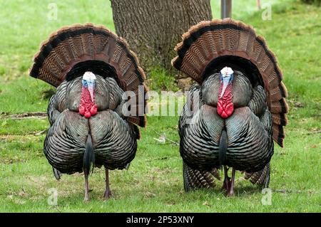 2 Gobblers (ausgewachsener Mann) Eastern Wild Turkey stellt während der Frühjahrsbrütung Hennen (Weibchen) ihre Federn aus. Stockfoto