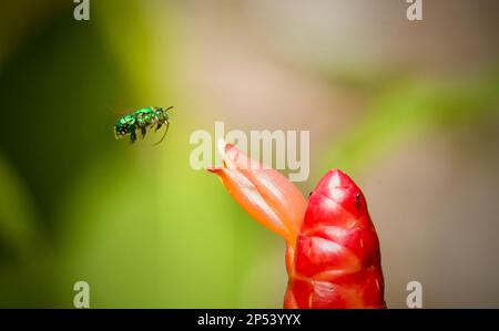 Eine Orchideenbiene, die in der Nähe einer leuchtenden roten Blume schwebt Stockfoto