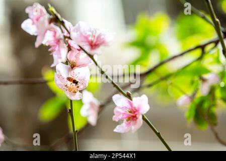 Frühlingsblumen blühen mit einer Biene im Garten, aus nächster Nähe Stockfoto