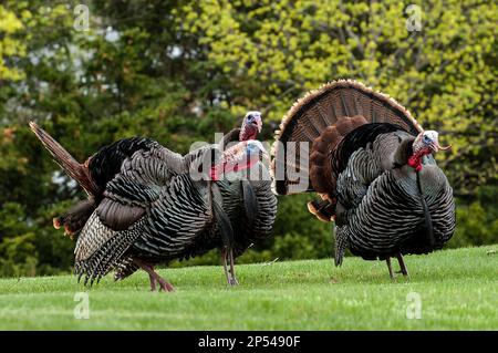 3 östlicher wilder truthahn männlich, oder Gräber verschlungen in Richtung eines einzelnen Weibchens oder einer Henne während der Paarungszeit im Frühling, während sie ihre Federn zeigen. Stockfoto