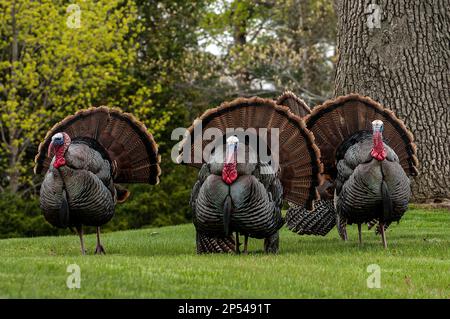 3 östliche wilde truthahn männlich, oder Tomen zeigen ihre Federn während der Paarungszeit im Frühling. Stockfoto