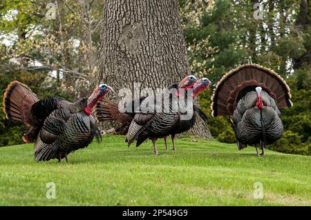 4 östlicher wilder truthahn männlich, oder Gräber verschlungen in Richtung eines einzelnen Weibchens oder einer Henne während der Paarungszeit im Frühling, während sie ihre Federn zeigen. Stockfoto