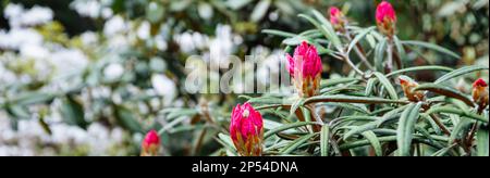Schöne und zarte rosa Rhododendron-Blumen im Nahbereich. Immergrüne blühende Sträucher. Viele blühende Azaleenbüsche. Botanischer Garten, Frühlingsstimmung Stockfoto