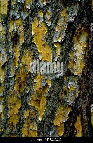 Nahaufnahme der Rinde von Shortleaf Pine, Pinus echinata Stockfoto