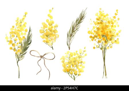 Mimosa-gelbe Frühlingsblumen Set, handgezeichnete Wasserfarben-Illustration isoliert auf weißem Hintergrund Stockfoto