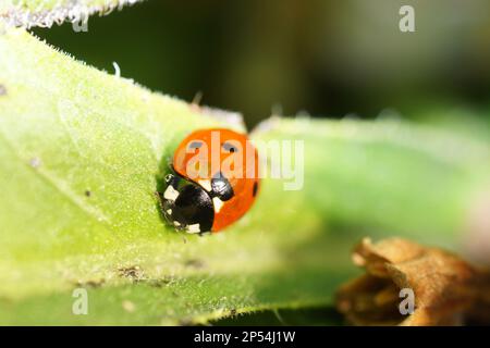 Makro-Foto-Coccinellidae Stockfoto