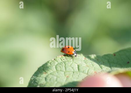 Makro-Coccinellidae auf einer Pflanze Stockfoto