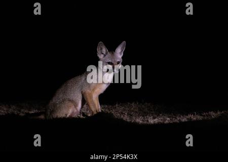 Erwachsener Bengalfuchs (Vulpes bengalensis), der sich während der Futtersuche in die Kamera bewegt. Stockfoto