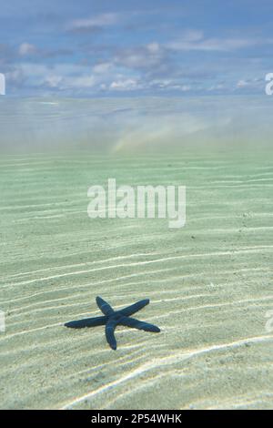 Blauer Seestern auf Fidschi Stockfoto