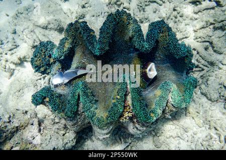 Riesenmuscheln (tridacna gigas) unter Wasser auf einem Riff in Fidschi, Südpazifik Stockfoto