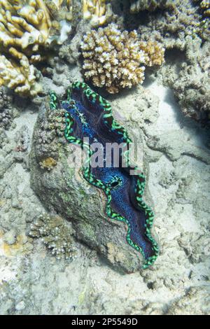 Riesenmuscheln (tridacna gigas) unter Wasser auf einem Riff in Fidschi, Südpazifik Stockfoto