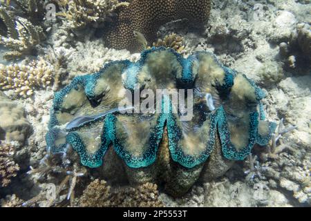 Riesenmuscheln (tridacna gigas) unter Wasser auf einem Riff in Fidschi, Südpazifik Stockfoto