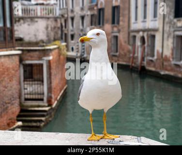 Gelbbeinmöwe (Larus michahellis) hoch oben auf einer Brücke über einen Kanal in Venedig, Italien Stockfoto