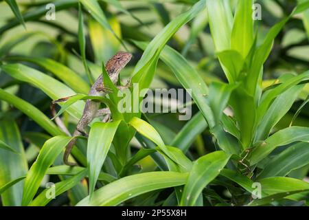 Oriental Garden Eidechse - Calotes Vertikcolor, farbenfrohe wechselbare Eidechse aus asiatischen Wäldern und Büschen, Malaysia. Stockfoto