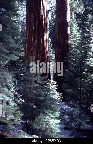 Yosemite und Sequoia-Kings Canyon Nationalparks. CA. USA. 1984. Yosemite-Nationalpark Mariposa Grove mit roten Holzbäumen und Sequoia-Kings Canyon-Nationalpark mit roten Holzbäumen. 4 Jahreszeiten. Stockfoto