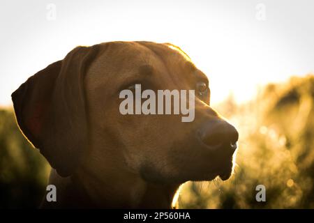 Mit einem schönen rhodesian ridgeback eine schöne Zeit bei Sonnenuntergang In jena Stockfoto