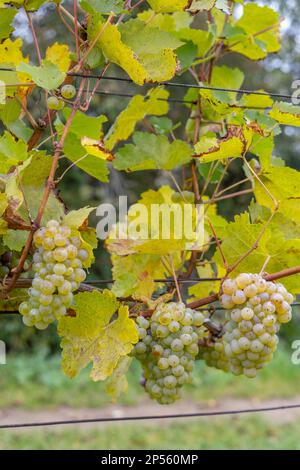 Trauben Riesling im Herbst Weinberg, Südmähren, Tschechische Republik Stockfoto