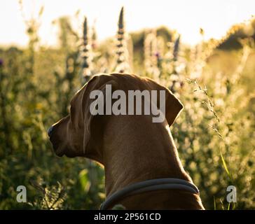 Mit einem schönen rhodesian ridgeback eine schöne Zeit bei Sonnenuntergang In jena Stockfoto