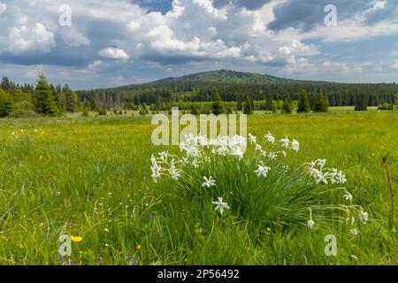 Typische Frühlingslandschaft in der Nähe von Stozec, Nationalpark Sumava, Tschechische Republik Stockfoto