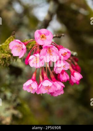Rosafarbene Frühlingsblumen des harten japanischen Kirschbaums, Prunus x incam „Okame“ Stockfoto