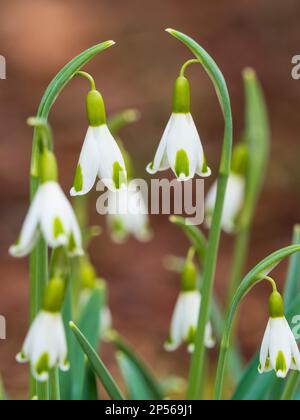 Hübsche, grün markierte Sammler Schneetropfen, Galanthus plicatus „Blue Trym“ blüht im Spätwinter Stockfoto