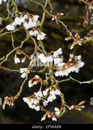 Der frühe Frühling Blumen und Blüten sowie deren Knospen der kleine Baum Form der Fuji Kirsche Prunus incisa 'Kojo-No - Mai' Stockfoto