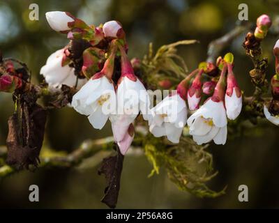 Der frühe Frühling Blumen und Blüten sowie deren Knospen der kleine Baum Form der Fuji Kirsche Prunus incisa 'Kojo-No - Mai' Stockfoto