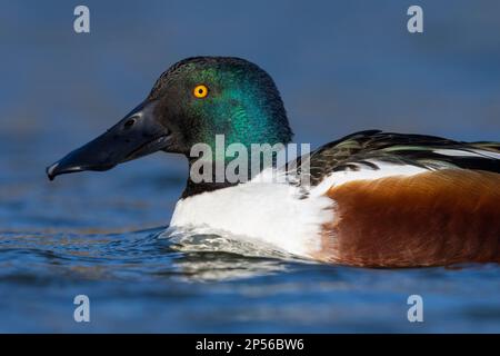 Nordschaufel (Spatula clypeata), Nahaufnahme eines erwachsenen Mannes, Kampanien, Italien Stockfoto