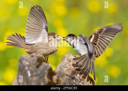 Italienischer Spatz (Passer italiae), männliche und weibliche Streiterinnen, Kampanien, Italien Stockfoto