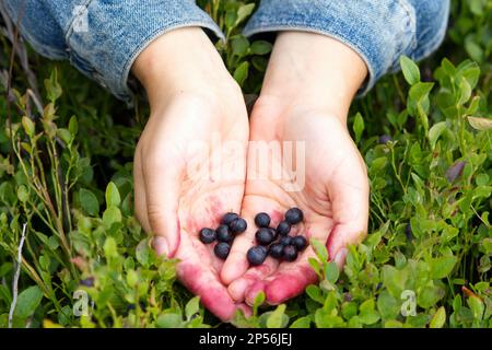 Hände präsentieren gesammelte Blaubeeren in einem schwedischen Wald Stockfoto